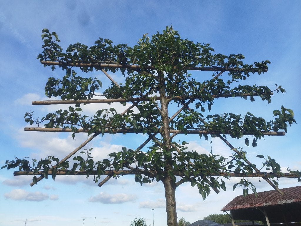 Sierperelaar leiboom - groot exemplaar, Tuin en Terras, Ophalen, Vaste plant, Overige soorten, Volle zon