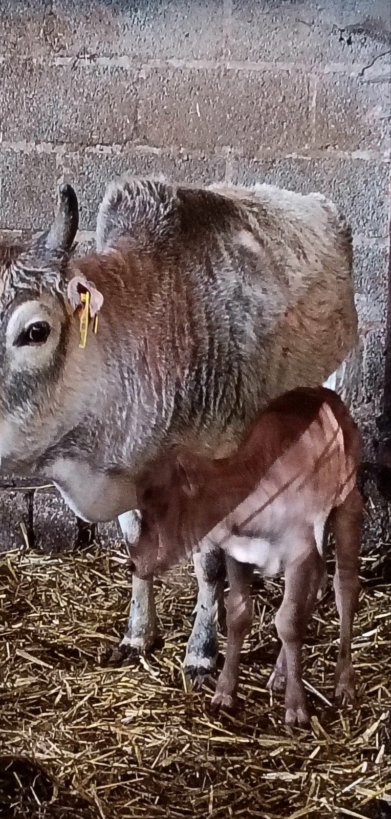 mini rund, Dieren en Toebehoren