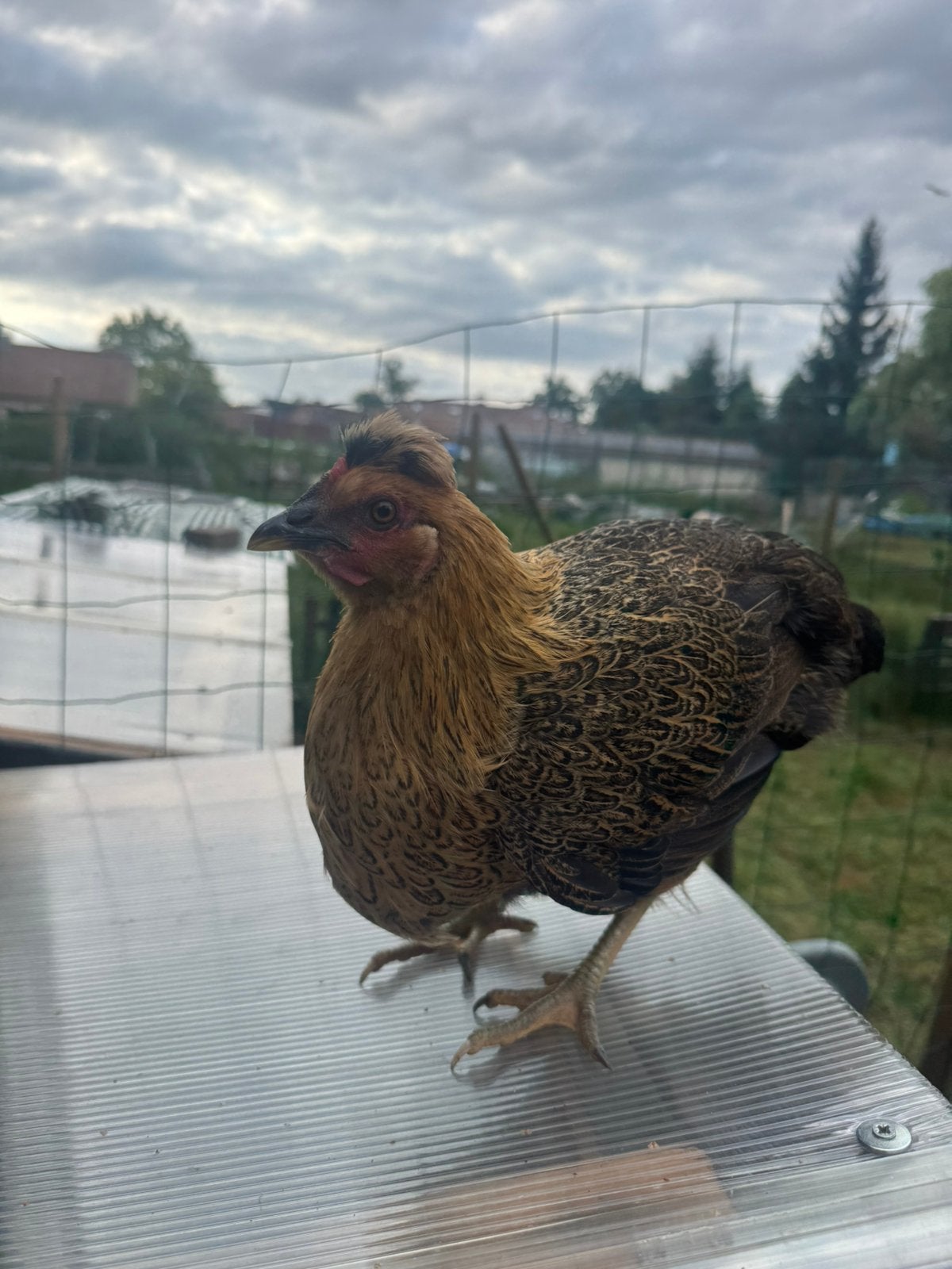 Jonge Hen te koop, Animaux & Accessoires, Volatiles | Accessoires, Enlèvement