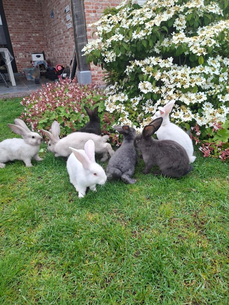 Jonge Duitse reuzen, Dieren en Toebehoren, Meerdere dieren, Groot, 0 tot 2 jaar