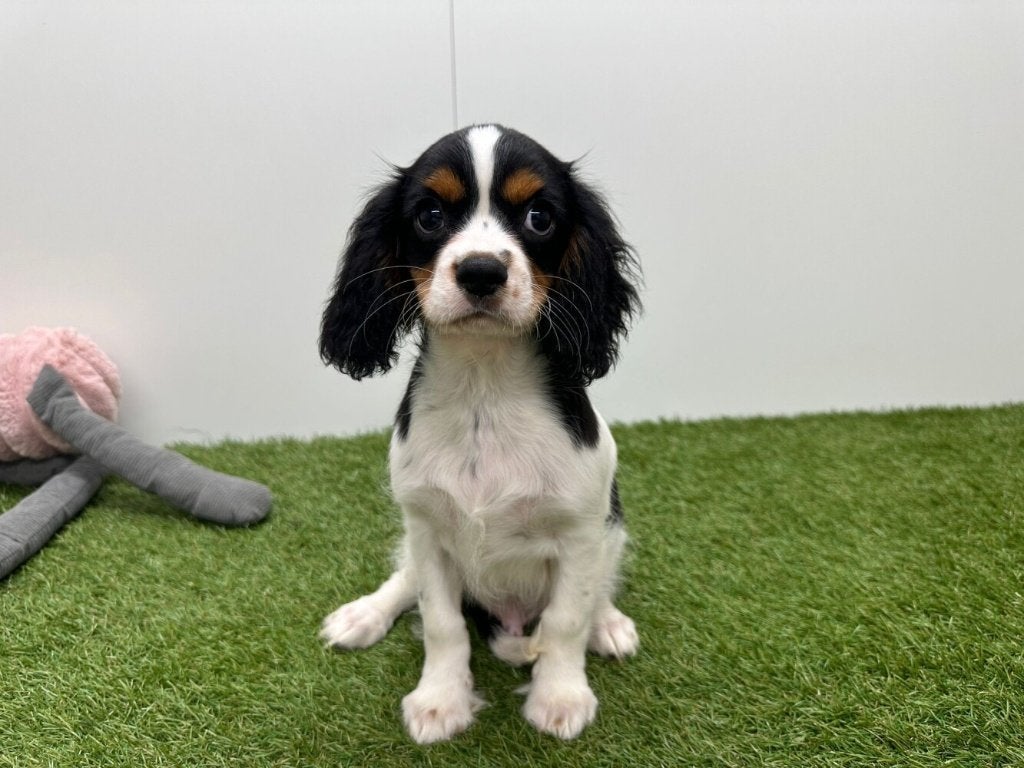 Cavalier King Charles Spaniël Pups, Dieren en Toebehoren, België, 8 tot 15 weken, CDV (hondenziekte), Meerdere