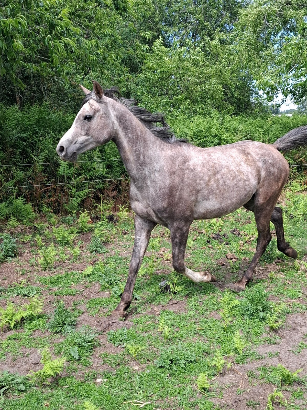 4 jarige arabier ruin, Ruin
