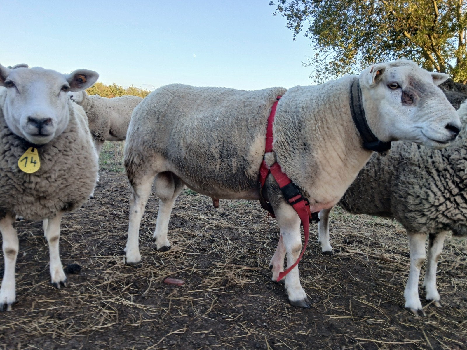 Stamboek swifter dekram, Animaux & Accessoires, Moutons, Chèvres & Cochons, Mâle, Mouton, 3 à 5 ans