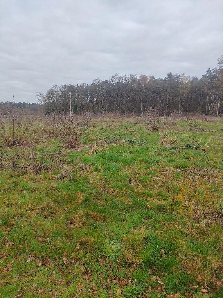 bosgrond, Zutendaal, Ventes sans courtier, 500 à 1000 m²