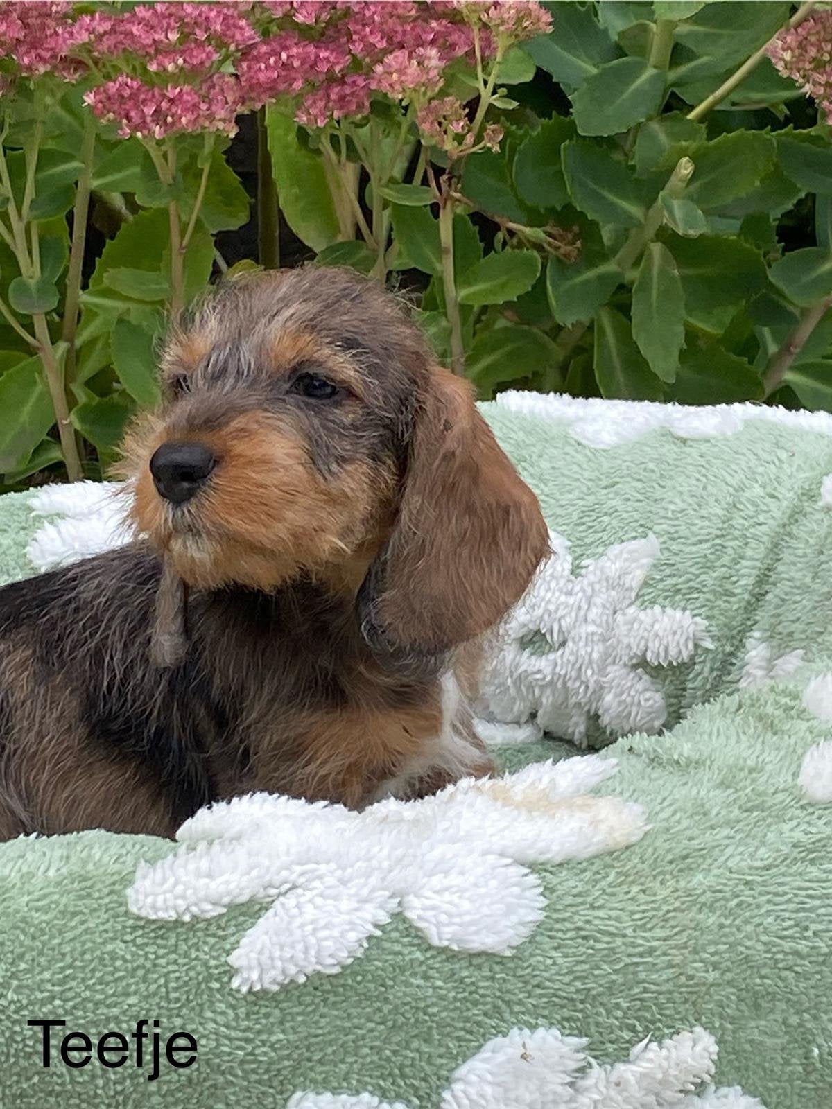 Ruwharige dwergtevkel pups, België, 8 tot 15 weken, Dwerg, Meerdere