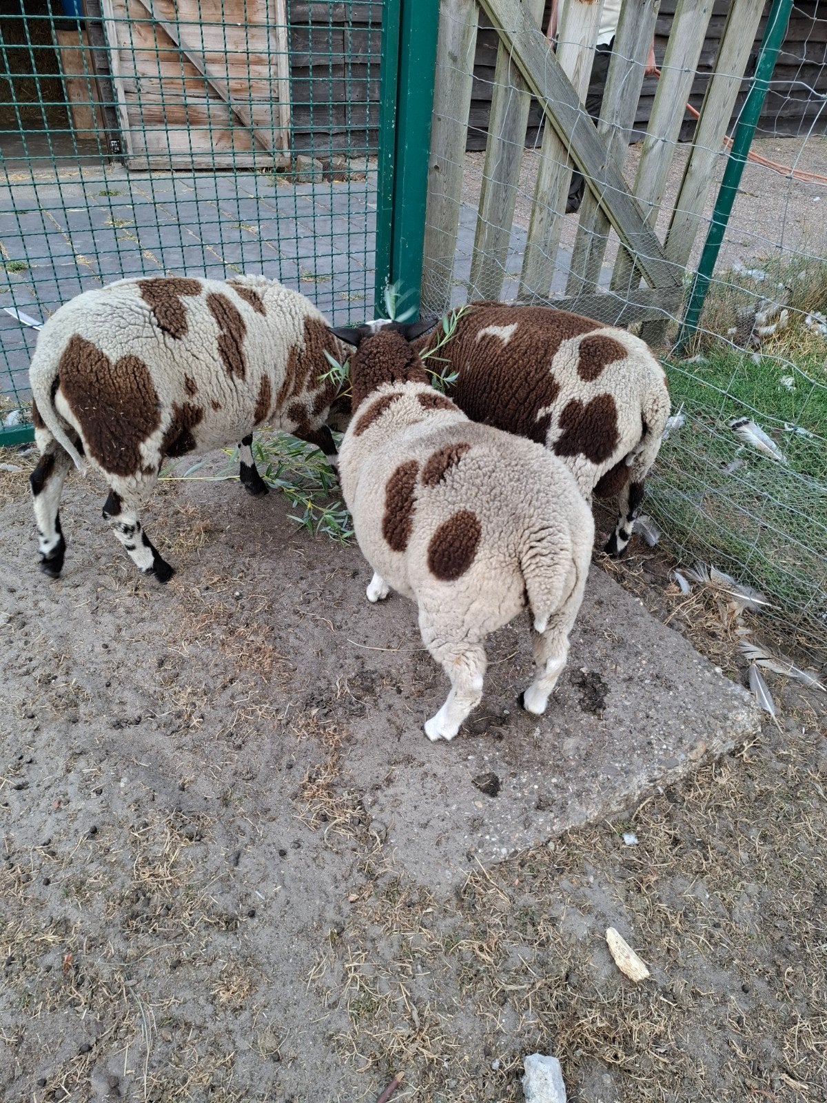 Baggerbonte schaap 3 maand 2 ramen 1 vrouwtje, Dieren en Toebehoren, Schapen, Geiten en Varkens, Schaap