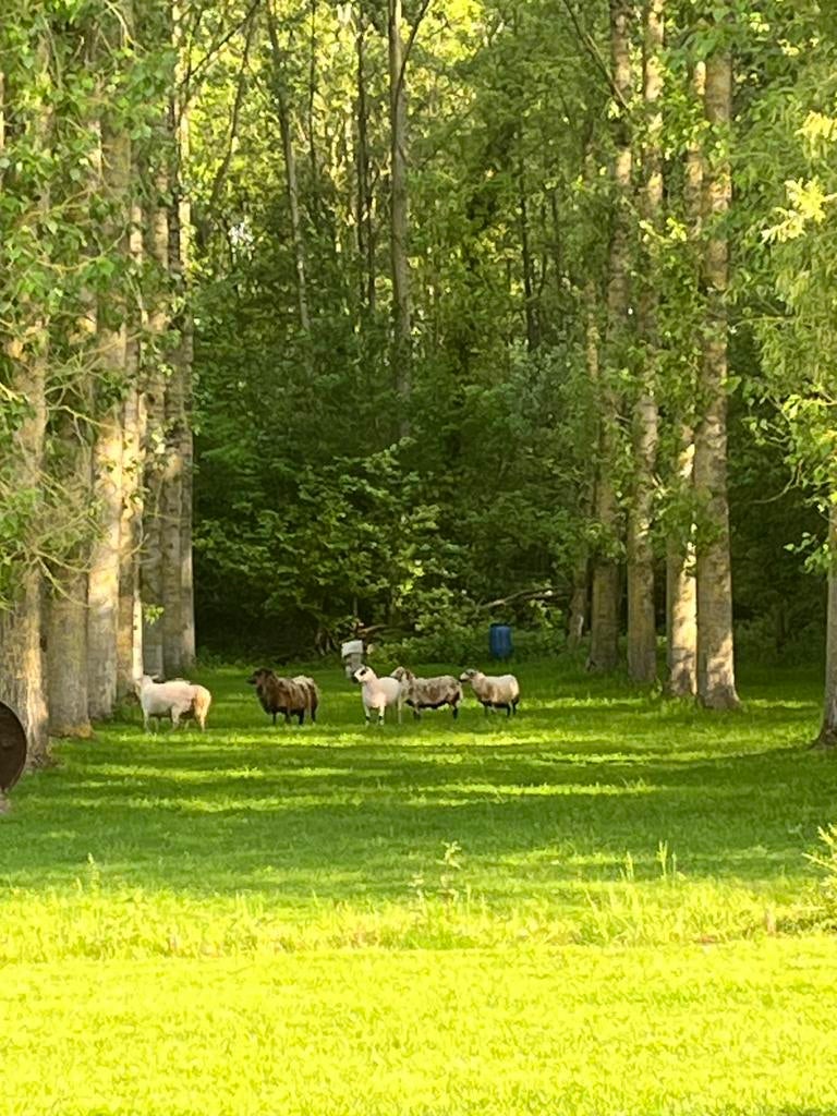 Gratis  hout, Tuin en Terras, Brandhout, Ophalen