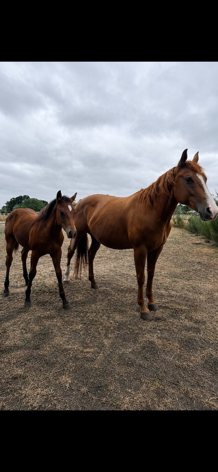 3 in 1 pakket (gedekte quarter merrie met veulen aan voet), Dieren en Toebehoren, Paarden, Merrie, Met stamboom, Minder dan 160 cm