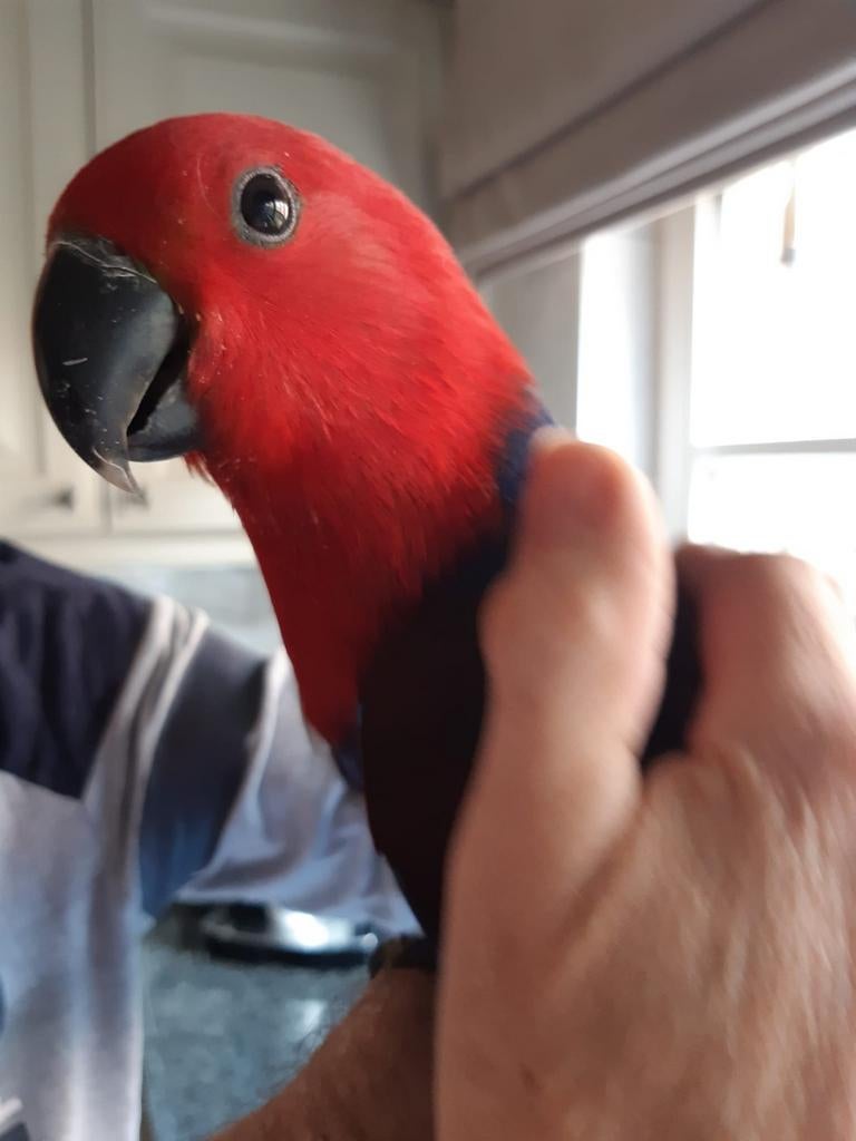 Handtamme edelpapegaai, Dieren en Toebehoren, Geringd