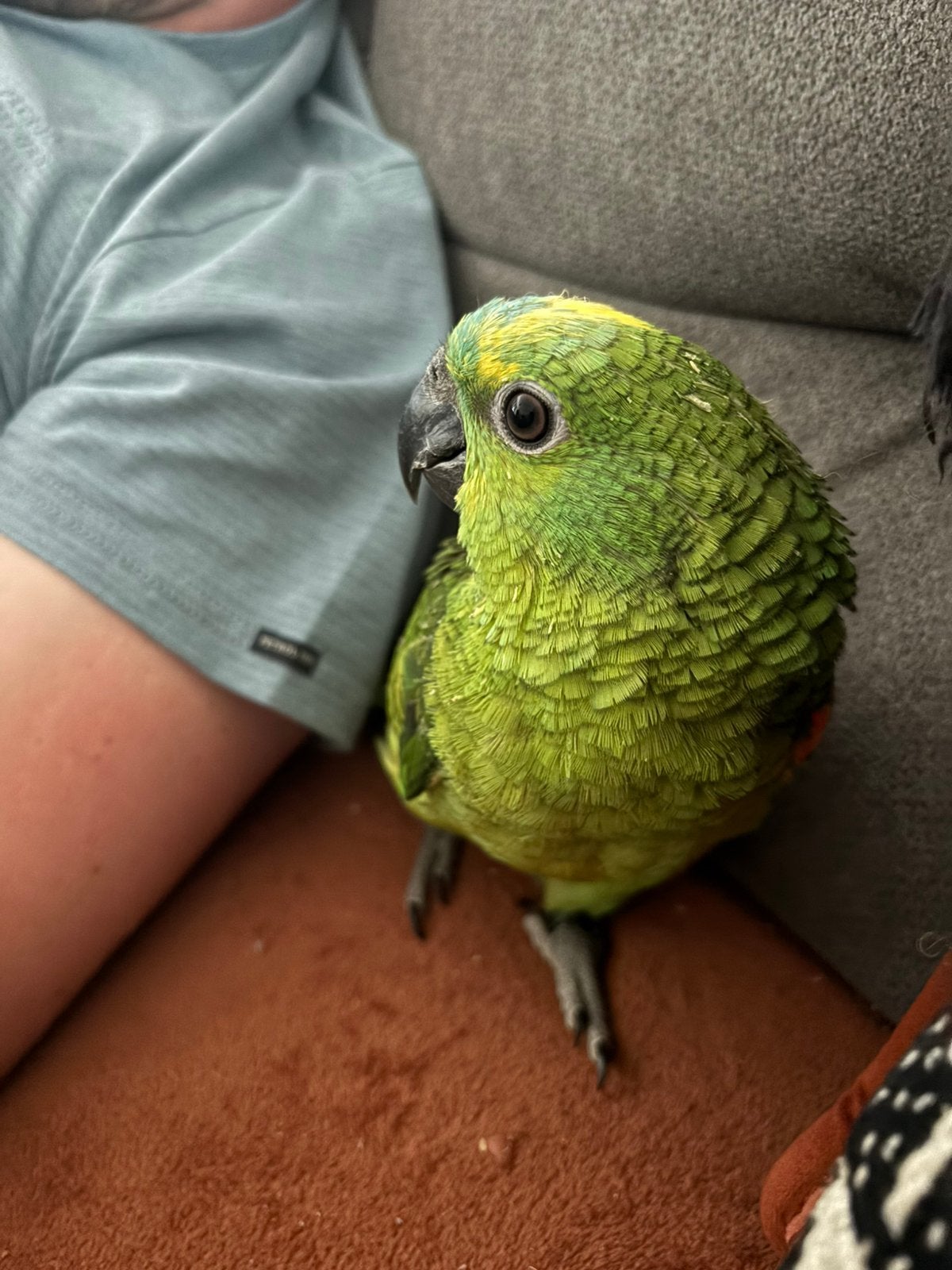 Handtamme blauwvoorhoofdamazone