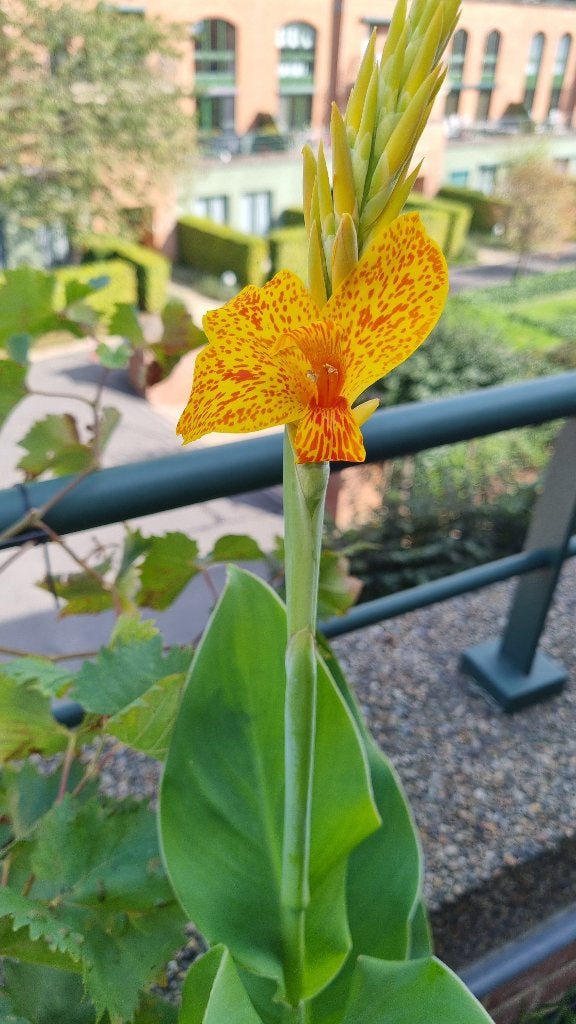 Canna Picasso, Enlèvement
