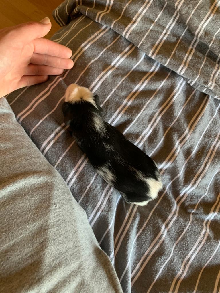Cavia vrouwtje, Dieren en Toebehoren, Cavia, April, Vrouwelijk, Tam