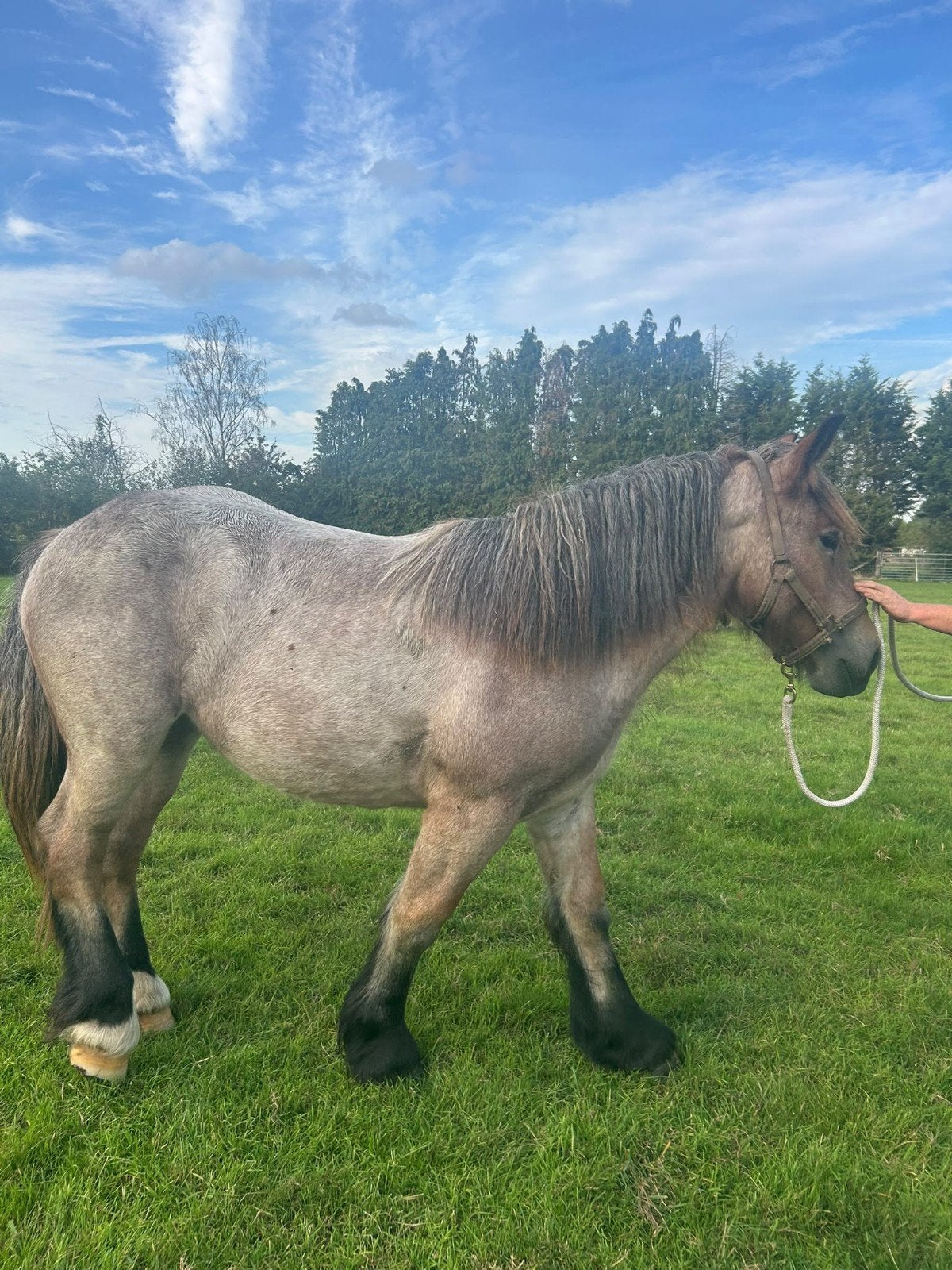 prachtige jonge merrie belgisch trekpaard, Animaux & Accessoires, Avec pedigree, Cheval d'attelage, 0 à 2 ans, Non dressé