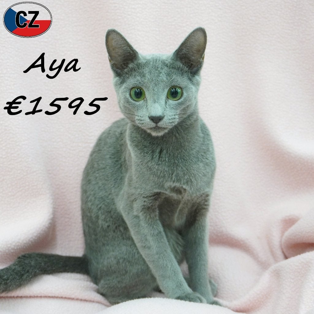 Aya & Adora, Blauwe Rus kittens te koop, Dieren en Toebehoren, Katten en Kittens | Raskatten | Korthaar, Poes, Gechipt, 0 tot 2 jaar