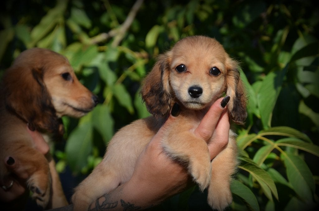 Teckel pups langhaar bruin, Dieren en Toebehoren, België, CDV (hondenziekte), 8 tot 15 weken, Dwerg