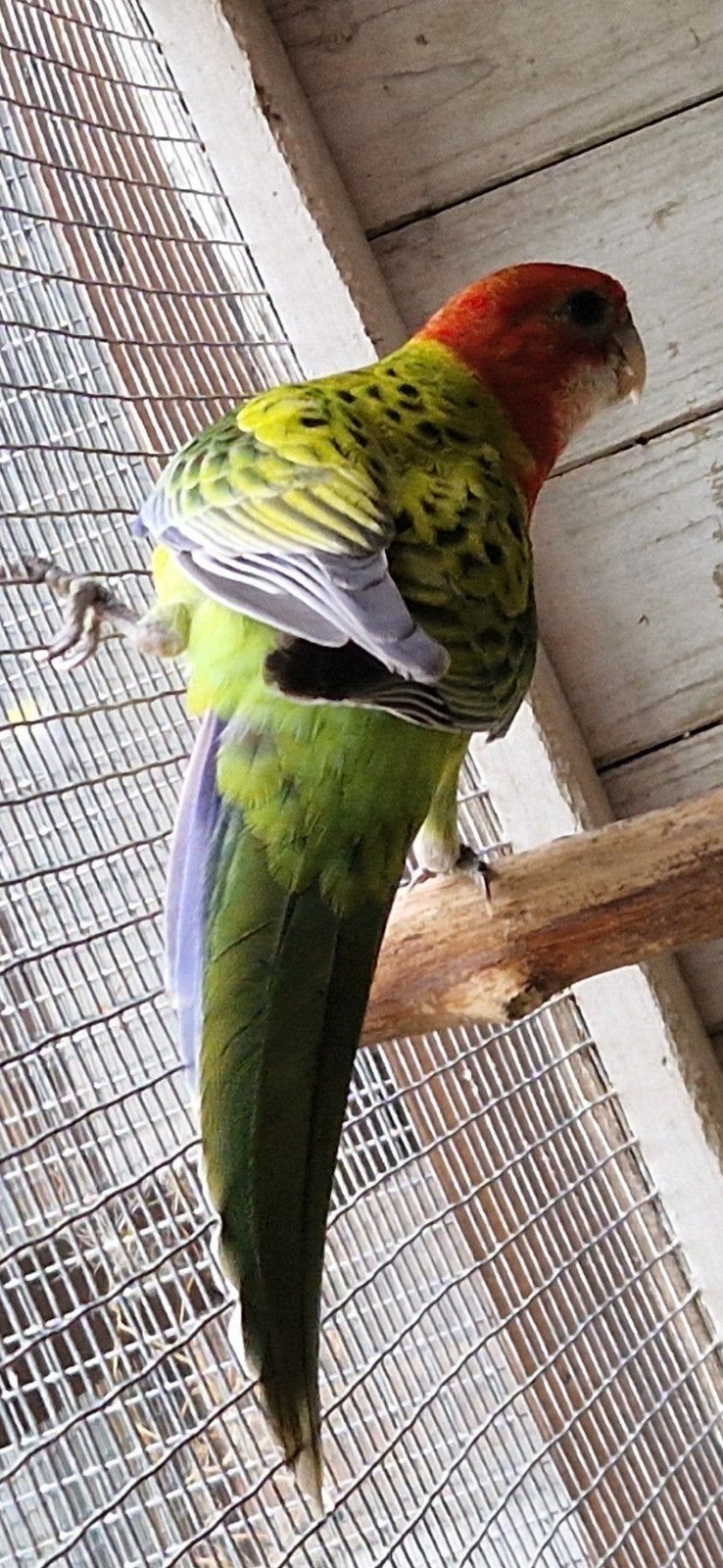 rosella