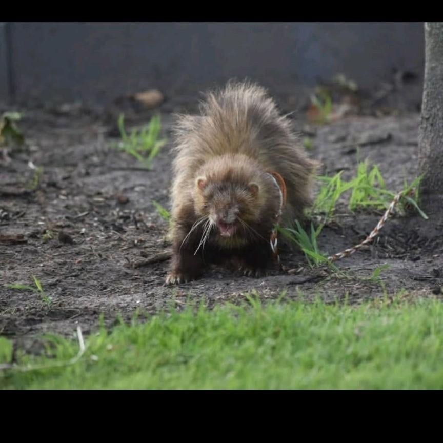 Deze knappe fretten verwachten binnenkort babys, Dieren en Toebehoren, Maart, Meerdere dieren