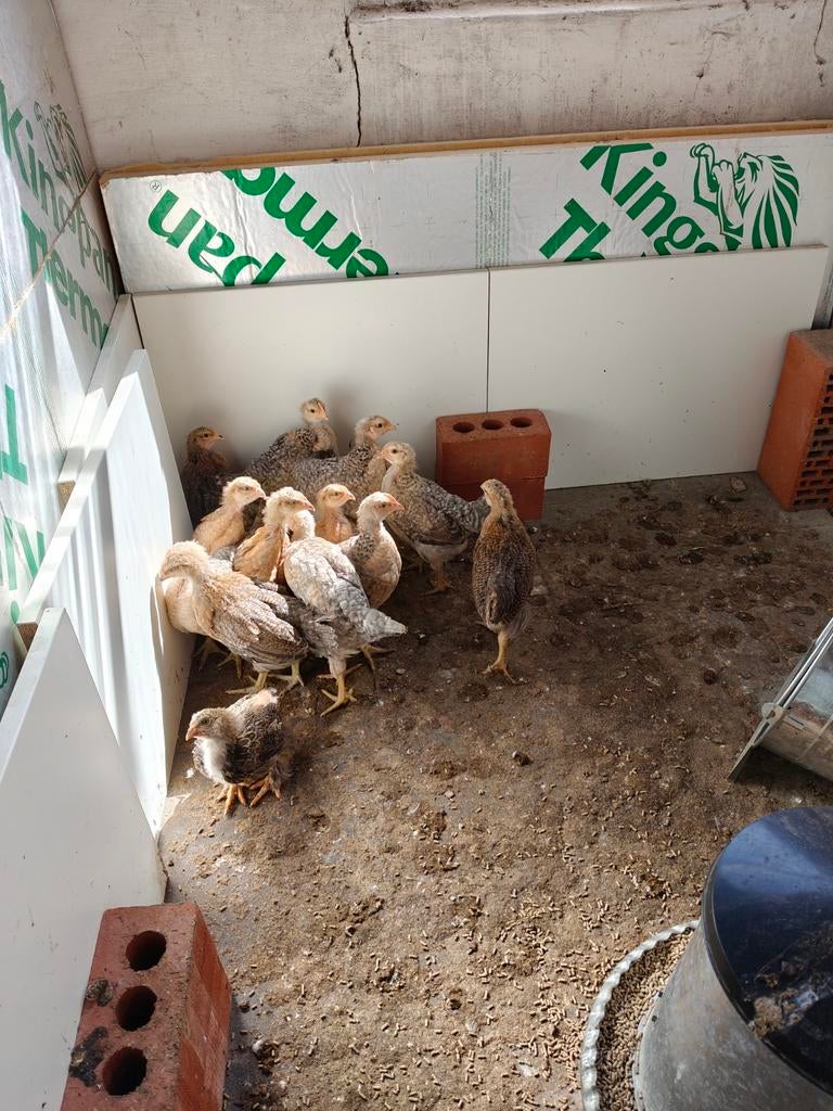 Gratis Bielefelder Haan, Dieren en Toebehoren, Pluimvee