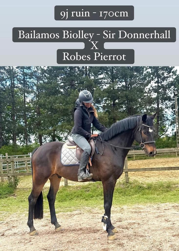 9j Bailamos de Biolley x Robes Pierrot, Ruin, Zadelmak