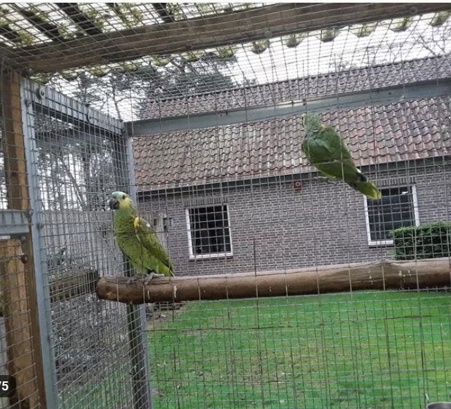 koppel blauwvoorhoofd amazone, Animaux & Accessoires, Oiseaux | Perruches & Perroquets, Plusieurs animaux, Perroquet, Bagué