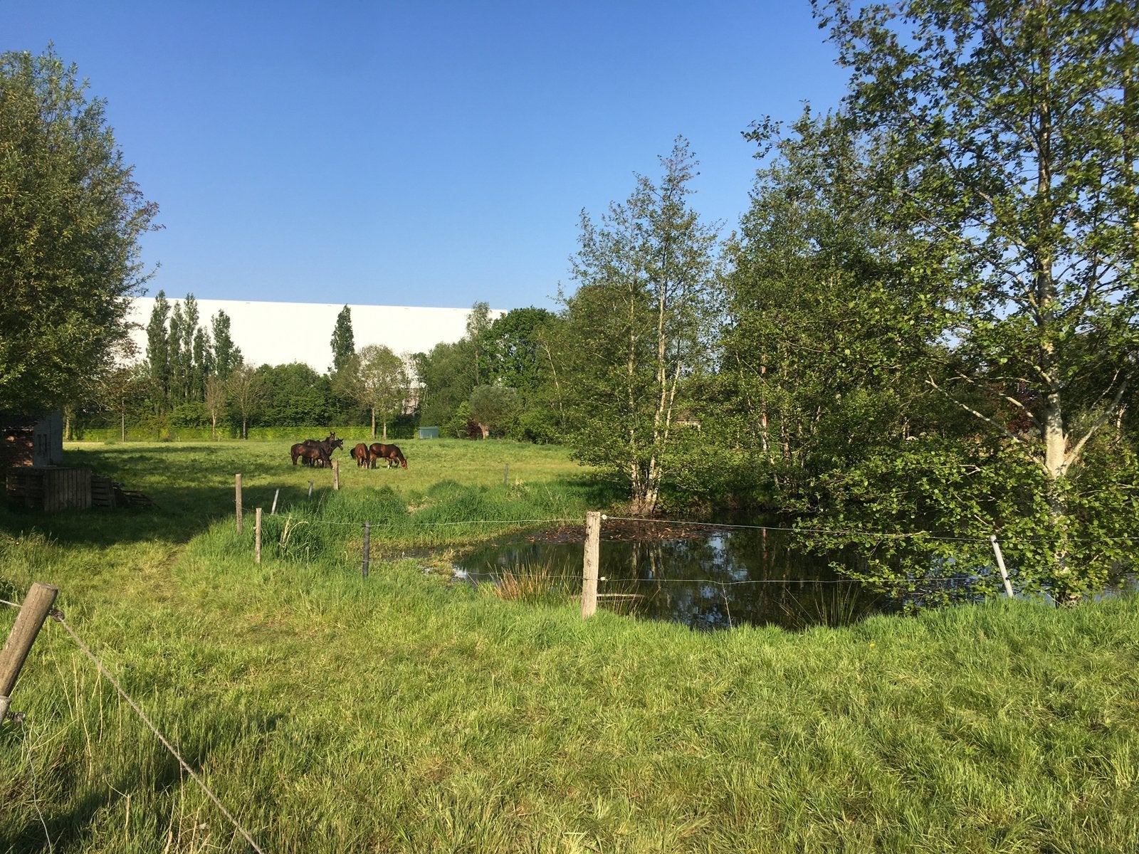 Weide te huur Hooglede, Dieren en Toebehoren