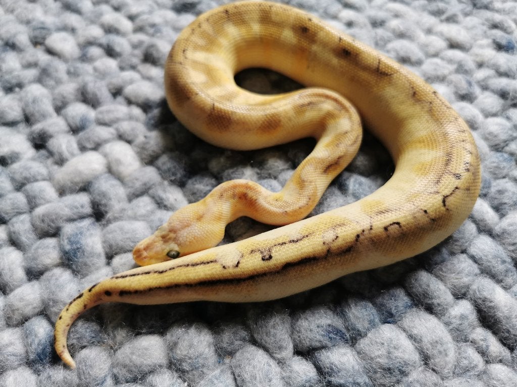 Koningspython; python regius; 0.1 Champagne Enchi Pastel