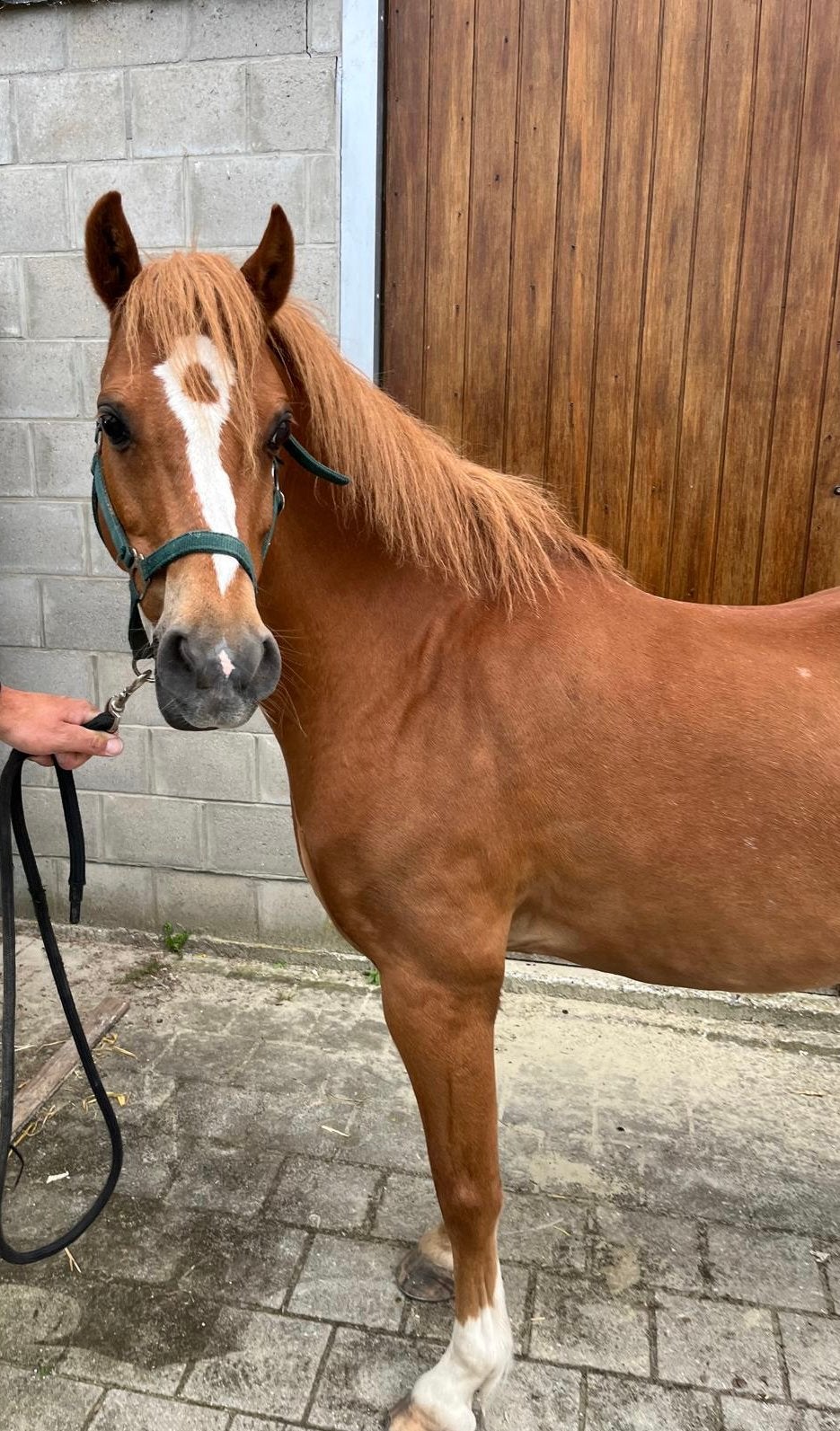 Super sport/kinderpony Welsh ruin, 1,30m, Dieren en Toebehoren, Pony's, Ruin, Z, C pony (1.27m tot 1.37m), 11 jaar of ouder, Met stamboom