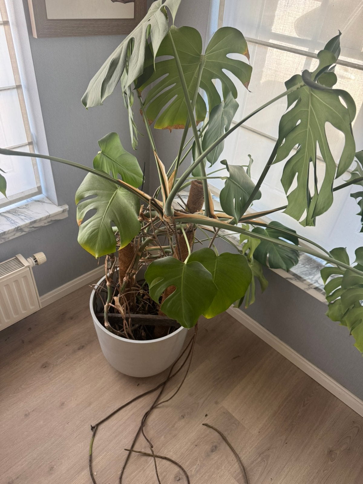 Monstera met pot, Huis en Inrichting, Kamerplanten, Ophalen, 100 tot 150 cm, Overige soorten, Halfschaduw