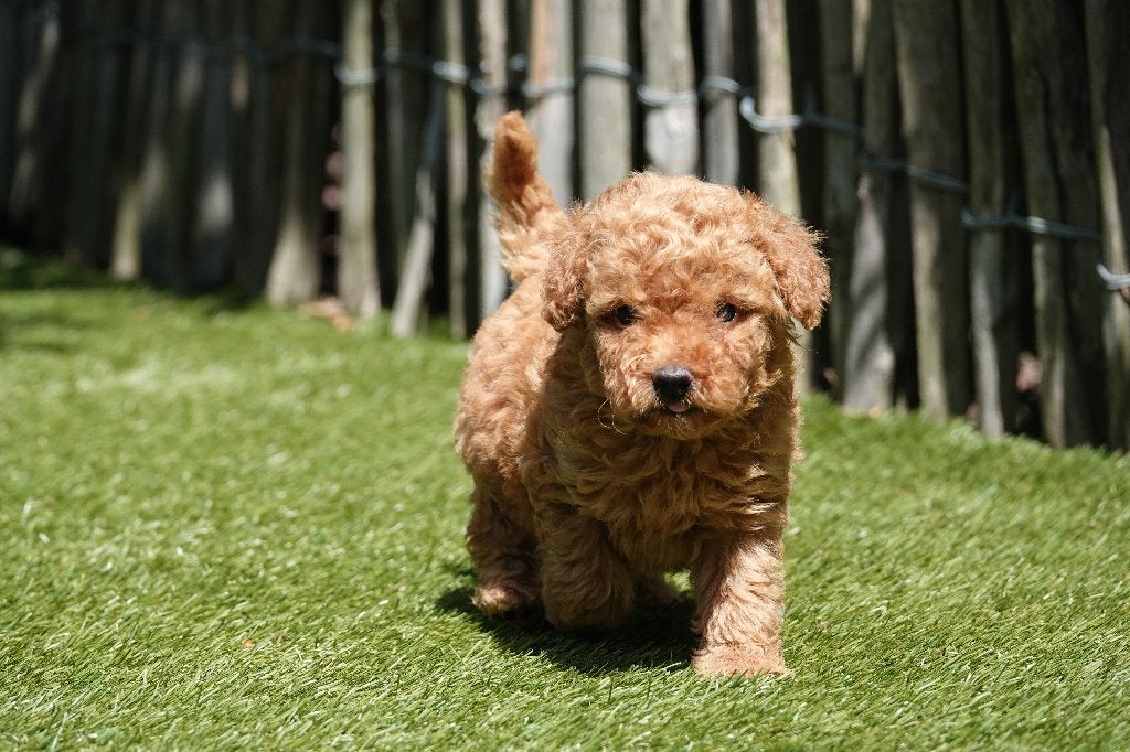 Magnifiques chiots caniches nains abricots, avec pedigree, Caniche, Plusieurs, Hépatite contagieuse (maladie de Rubarth), Belgique