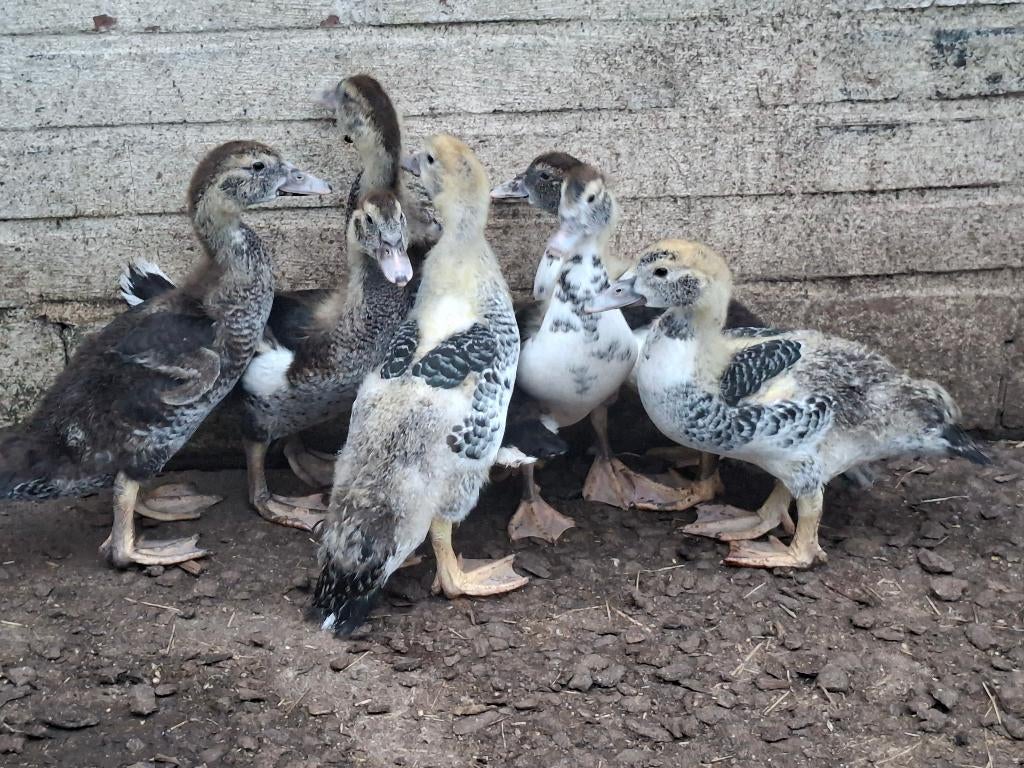 Barberi eenden, Animaux & Accessoires, Volatiles, Plusieurs animaux, Canard