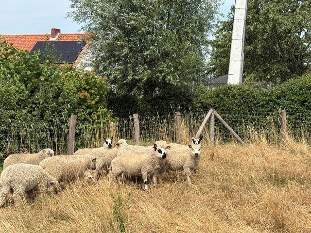 Agneaux Bam à vendre, Animaux & Accessoires, Moutons, Chèvres & Cochons, Mâle, Mouton, 0 à 2 ans