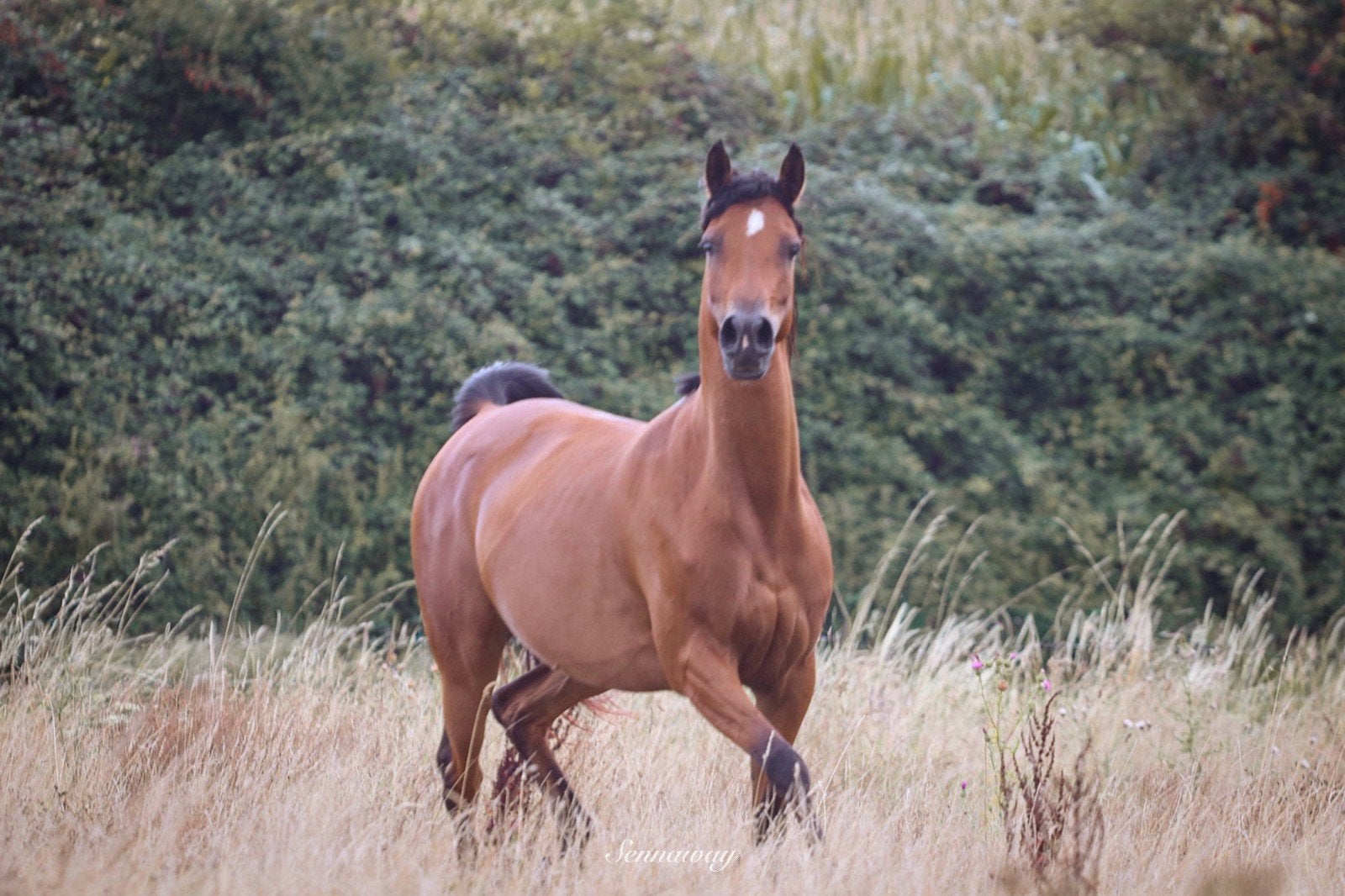 Arabische volbloed merrie, Jument, Débourré, Poney E (1.48 m - 1.57m), 3 à 6 ans