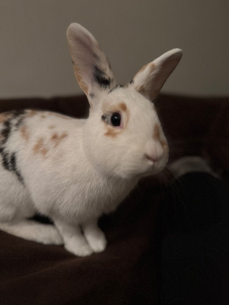Konijn te geef, Dieren en Toebehoren, Vrouwelijk, Klein, 0 tot 2 jaar