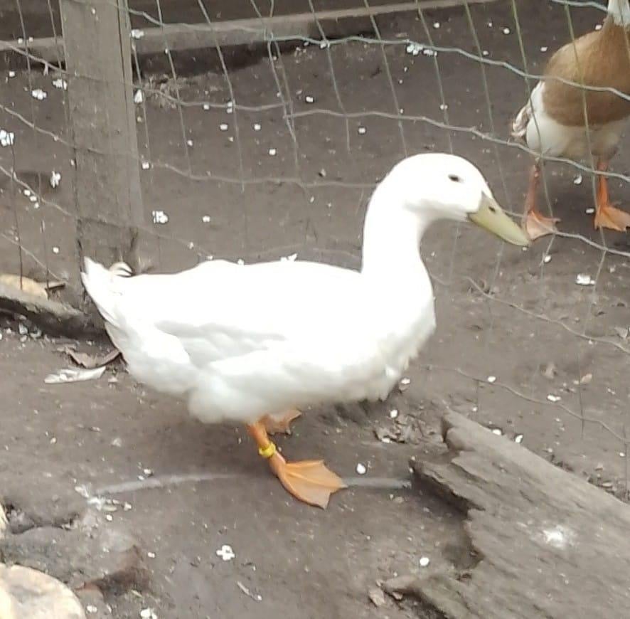 Eend van vorst, Dieren en Toebehoren, Pluimvee, Mannelijk, Eend