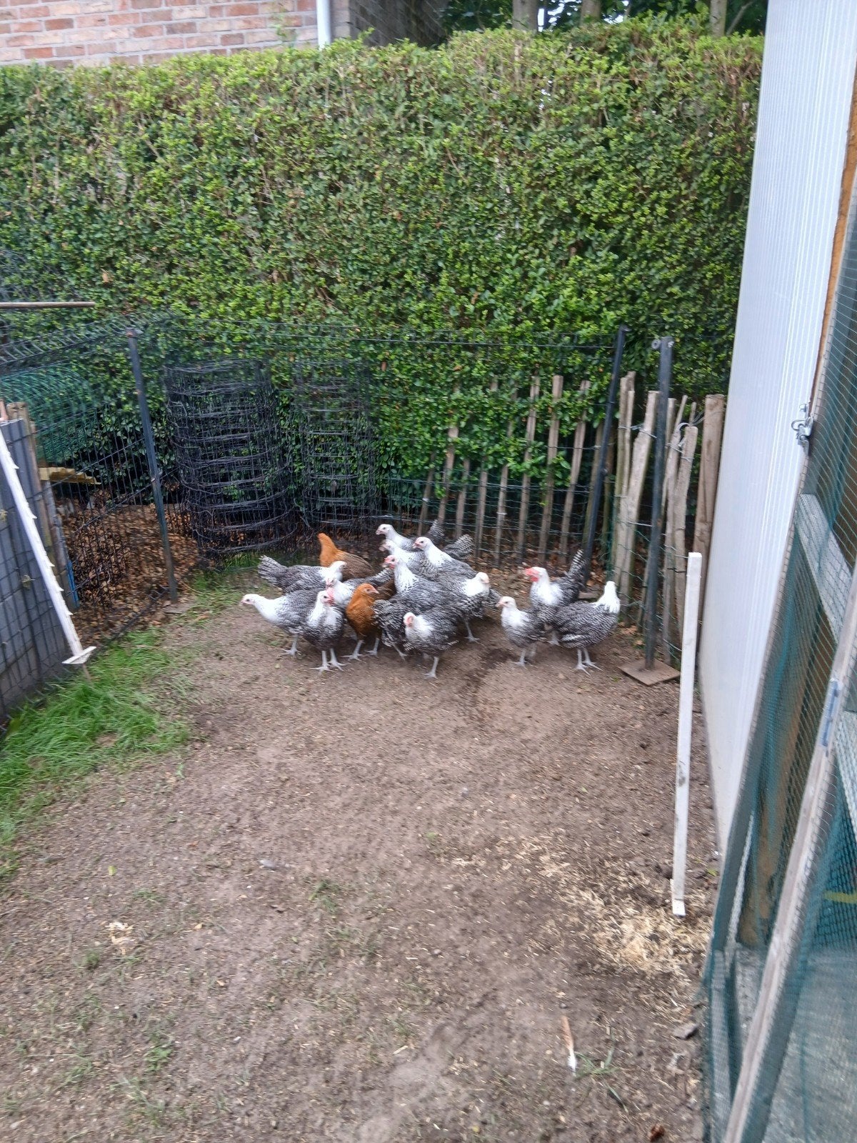 Jonge zilverbrakel kippen, Animaux & Accessoires, Volatiles