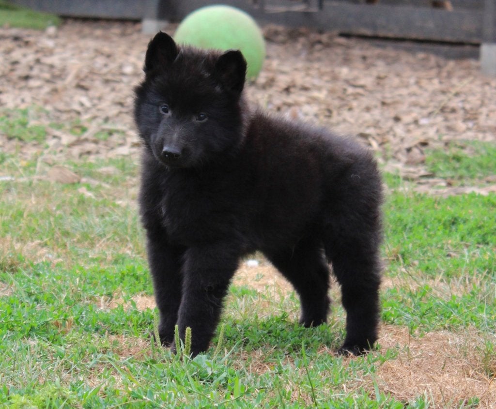 Groenendaeler pups uit hobbyfok, Maladie de Carré (chiens), Chienne, 8 à 15 semaines, Plusieurs