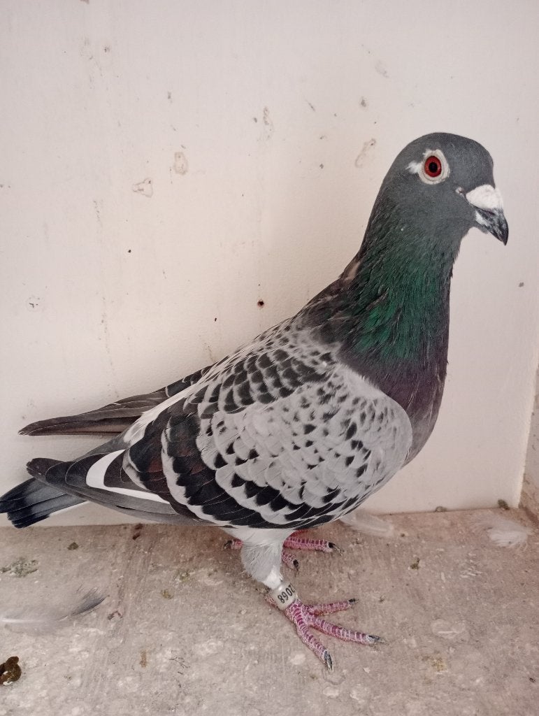 Poule reproductrice ! ! ! 2020 ! ! !, Animaux & Accessoires, Mâle, Pigeon voyageur