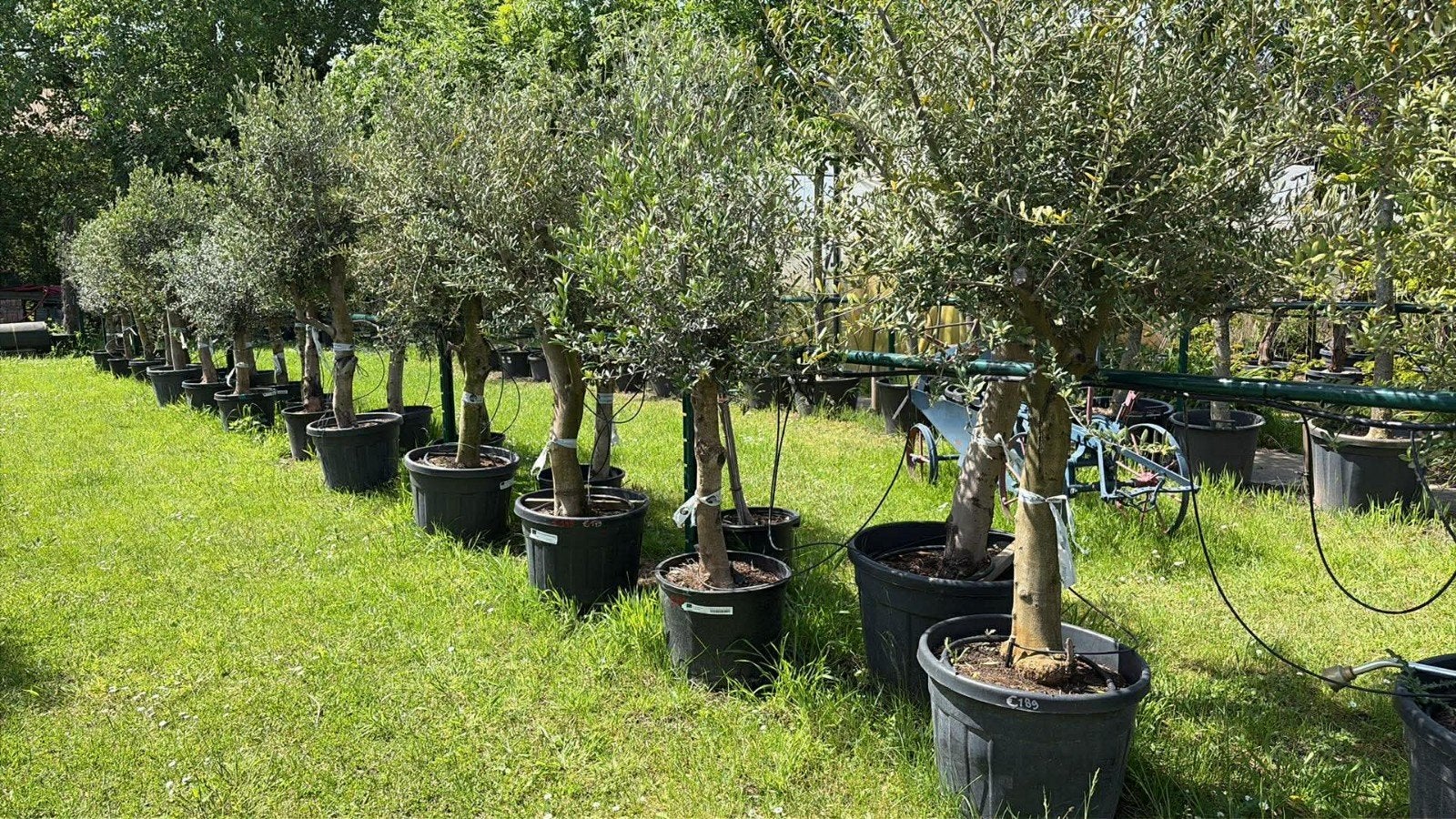 ‼️olijfbomen olea europaea aan promoprijzen ‼️, Tuin en Terras, Ophalen