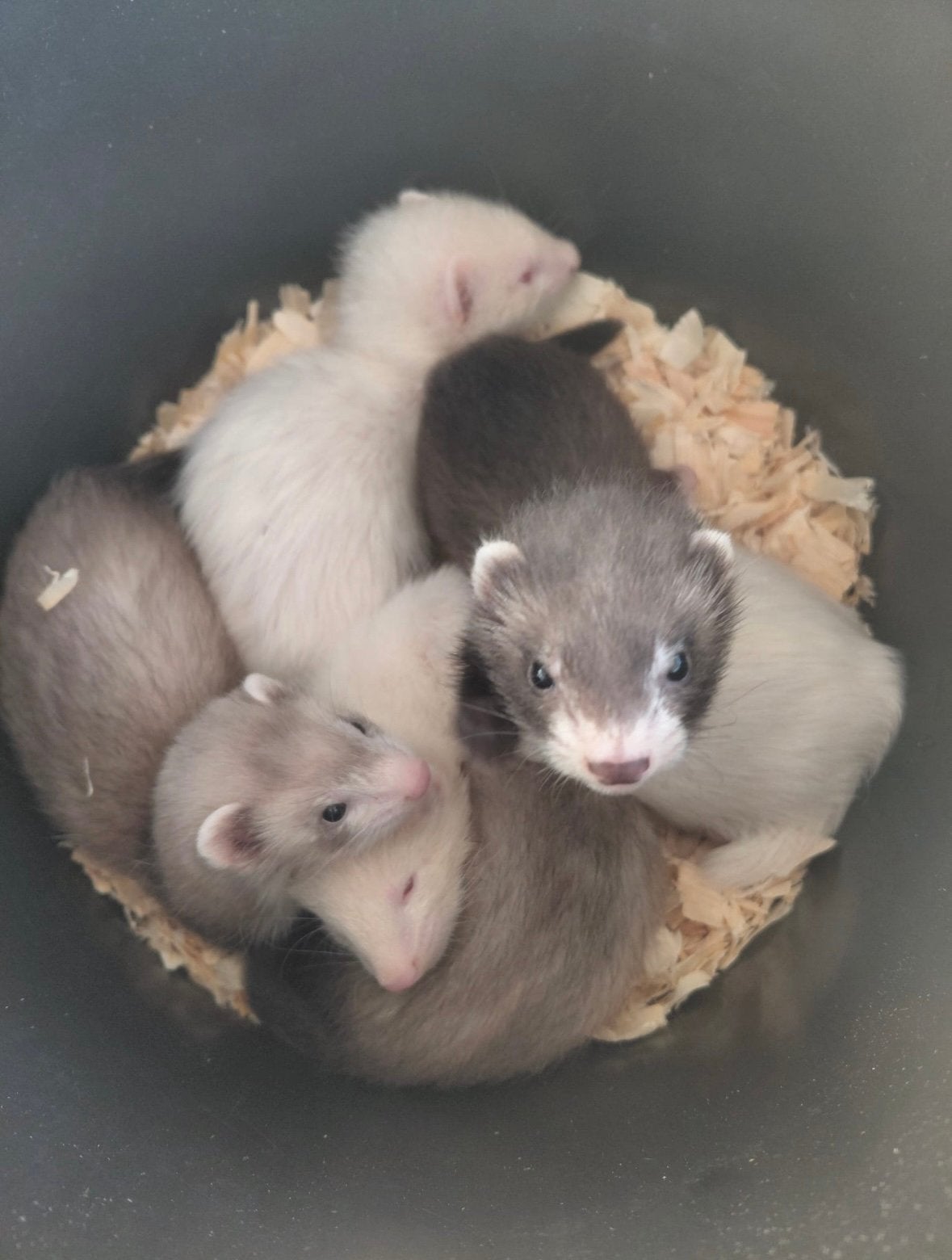 Fretten te koop, Dieren en Toebehoren, Overige Dieren, Mei, Meerdere dieren