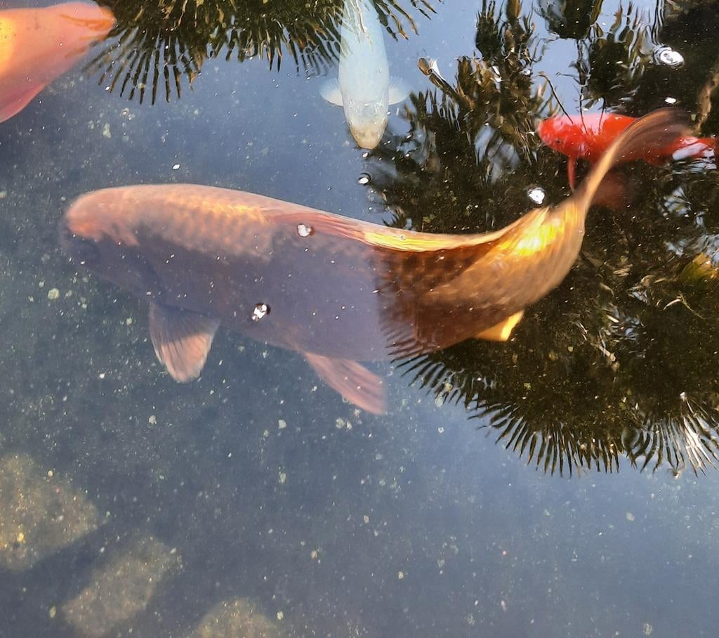 Koi 55cm te koop