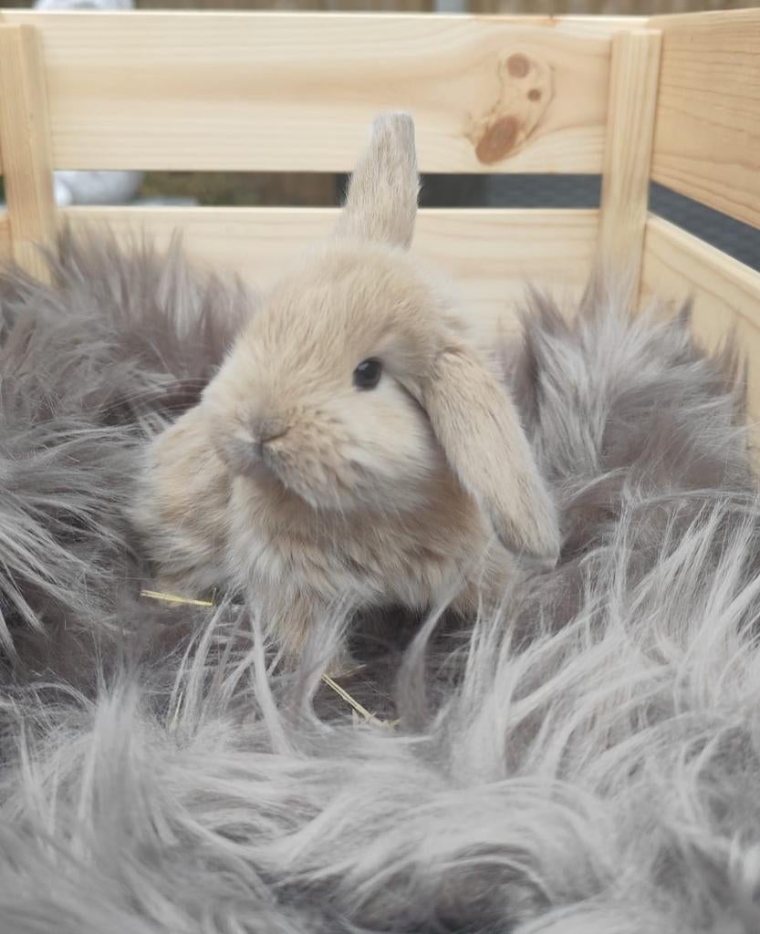 Franse hangoor, Mannelijk, Groot, Hangoor, 0 tot 2 jaar