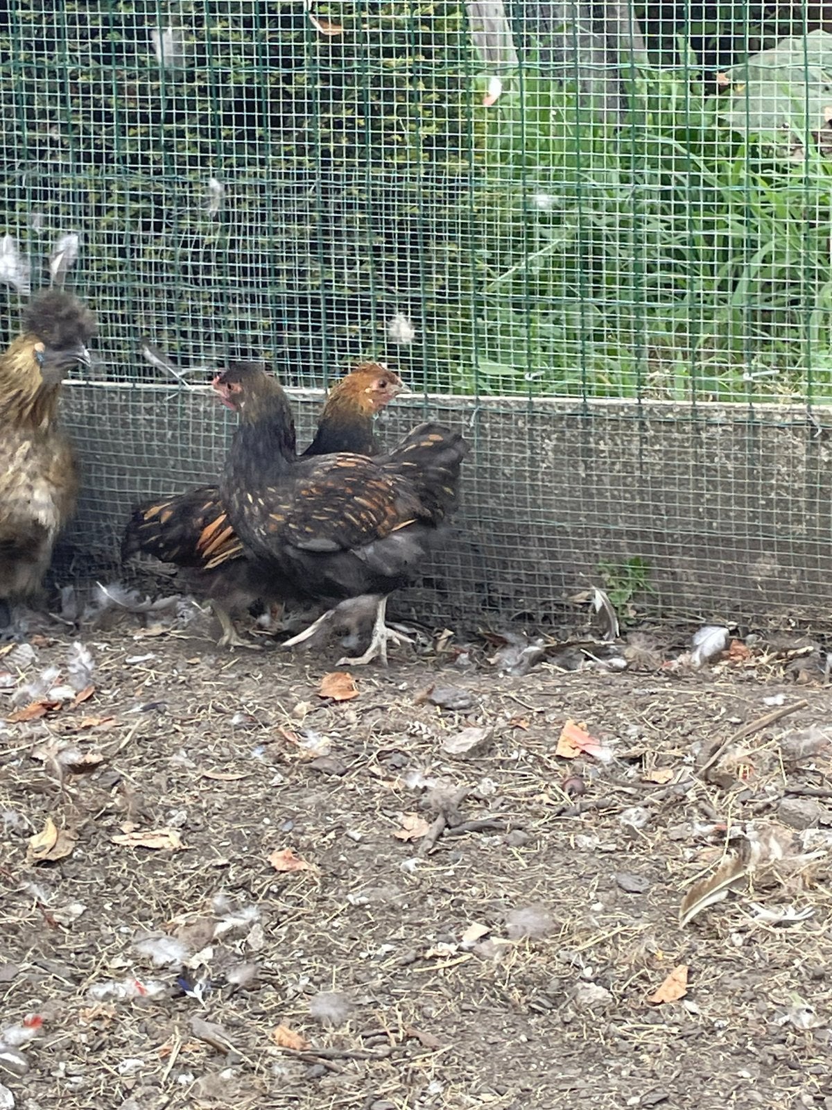 Wyandotte/zijdehoen kippen, Meerdere dieren, Kip
