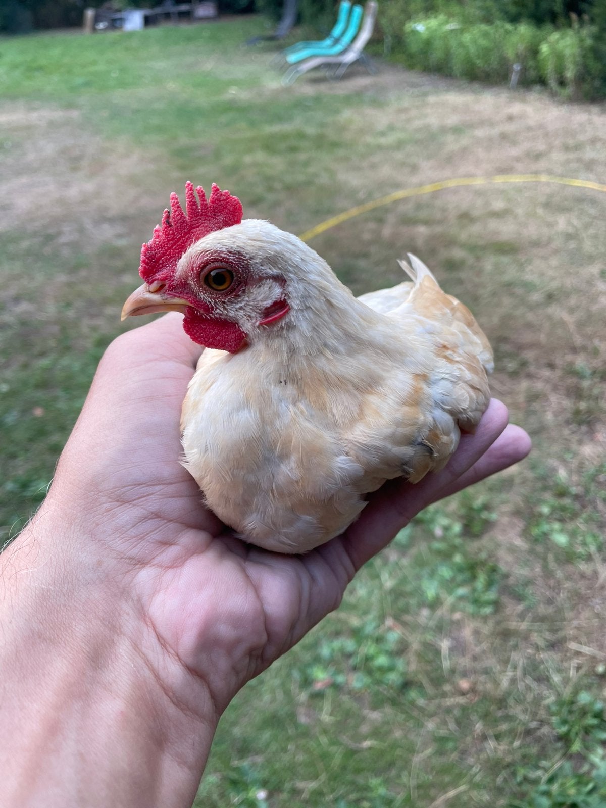 Serama 13 wks zoekt nieuwe thuis, Mannelijk, Kip