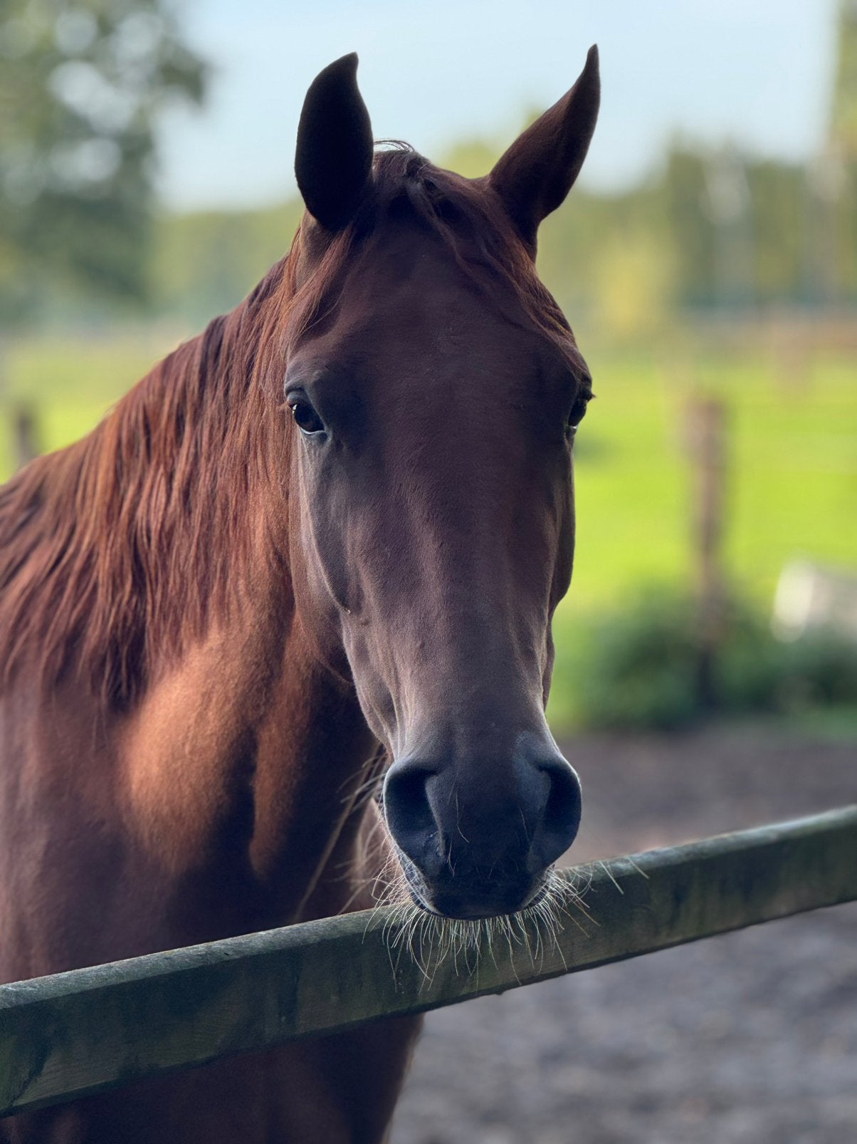 3 jarige merrie Conthargos x Bamako de Muze, Dieren en Toebehoren, Merrie