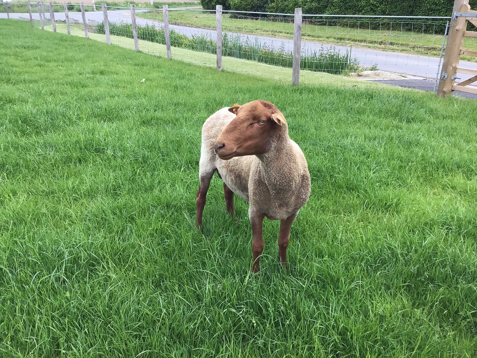 Ardense voskopram, Dieren en Toebehoren, Schaap