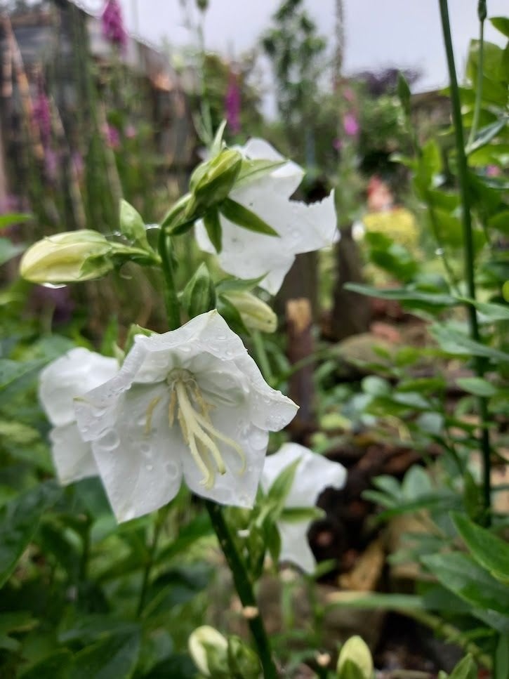 campanula wit prachtklokje of perzikbladklokje, Tuin en Terras, Planten | Tuinplanten, Vaste plant, Ophalen