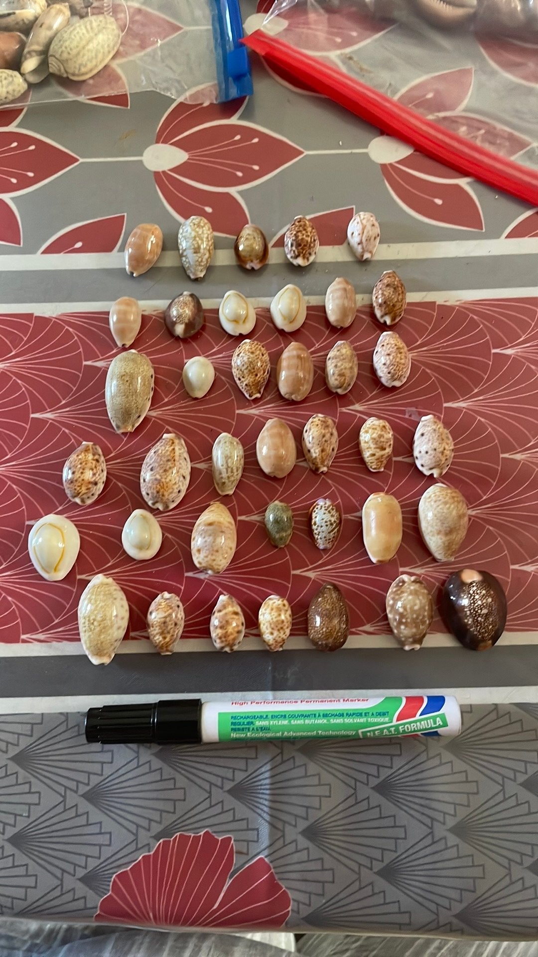 Coquillages, Enlèvement ou Envoi, Coquillage(s)