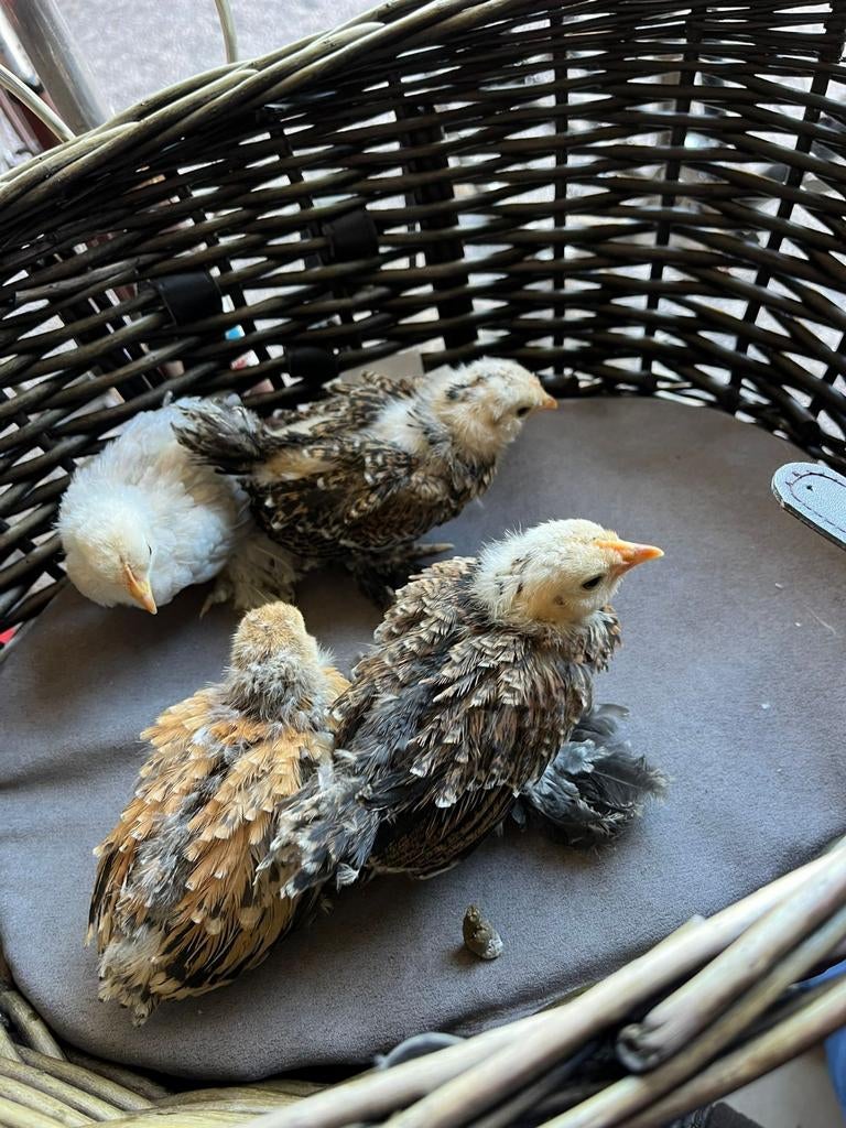 Ukkelse baardkriel kuikentjes, Dieren en Toebehoren