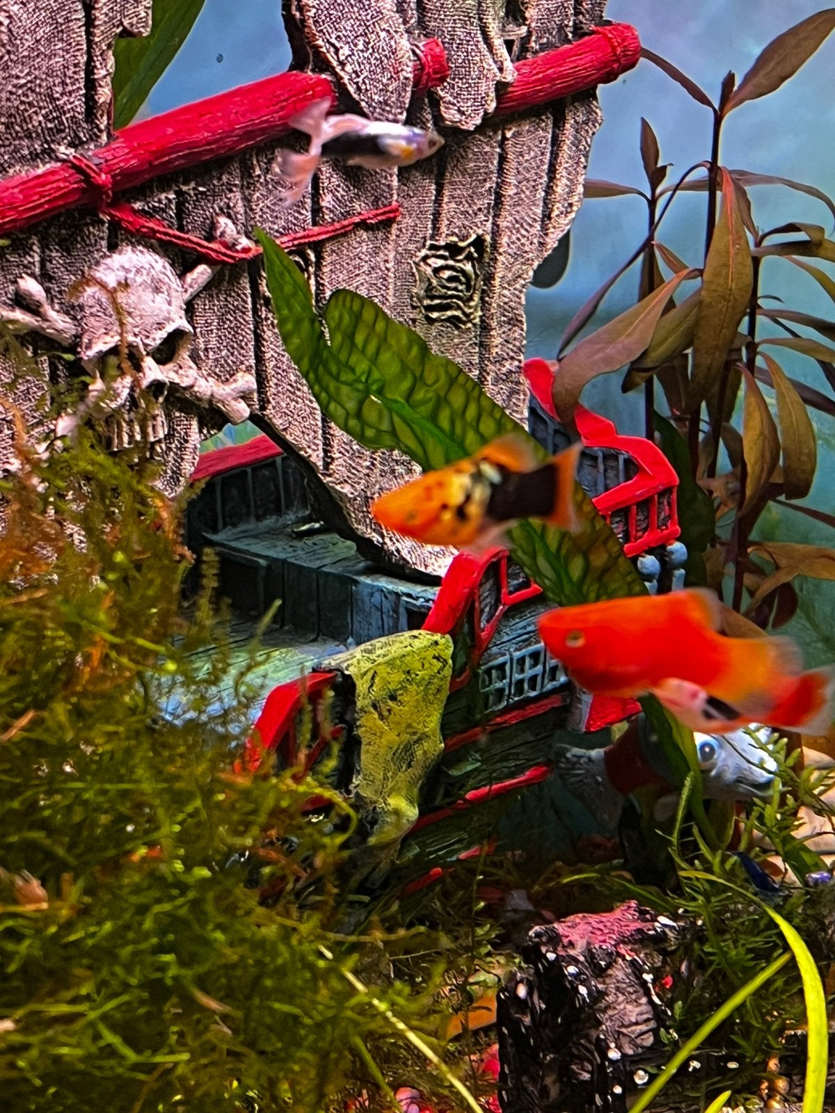 Platy baby vissen 15x, Animaux & Accessoires