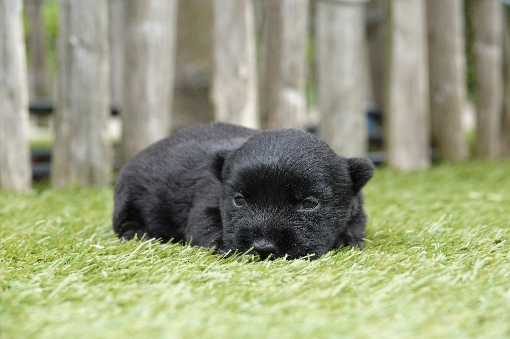 Prachtige Schotse Terriër pup, met stamboom, Dieren en Toebehoren, Honden | Jack Russells en Terriërs, België, Parvo, Overige rassen